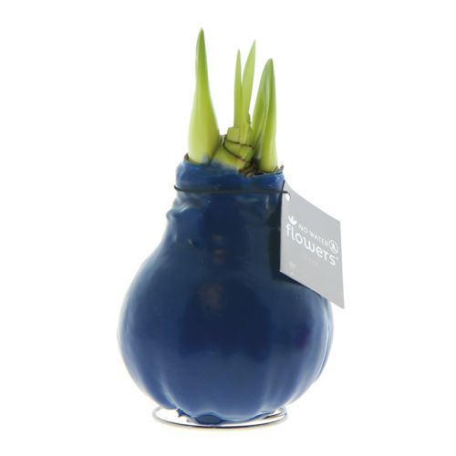 Amaryllis bulb in gift box - Image 3